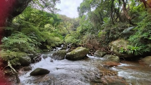 20251115_草嶺古道追芒趣2942938