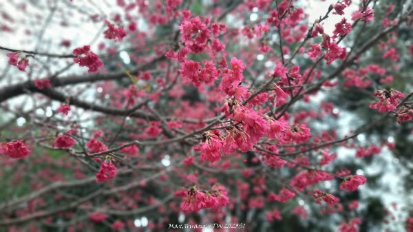 《台中》樹中有樹｜大坑步道6上7下O繞202502082708619