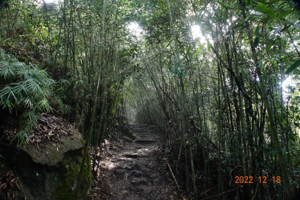 苗栗 泰安 馬那邦山、細道邦山1960845