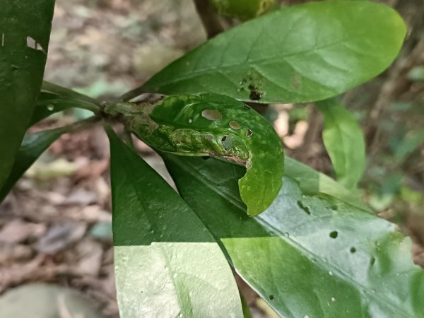 頂泰山巖104崎頭愛心行2427108