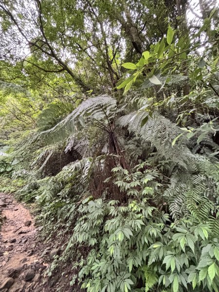 二格山、南邦寮山2941690