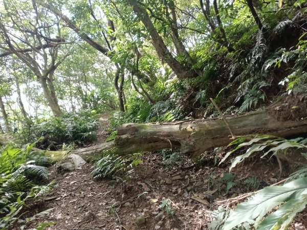 頭城鎮龜山車站+北關山豬線+叢雲山+梗枋古道出龜山車站O型3007603