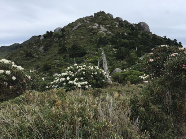 世界自然遺產：屋久島347245