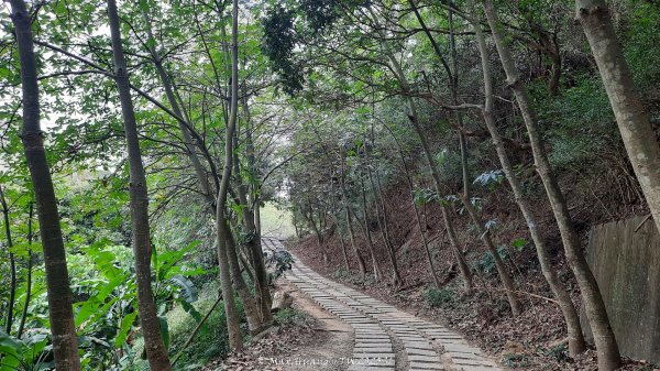 《台中》樹中有樹｜大坑步道6上7下O繞202502082708615