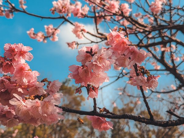 【春宴】百花盛開、櫻花雨1609412