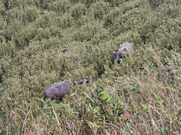 20250201貢大縱走(大石壁坑山主北峰-五酒桶山-龍崗山-吾居吾墅步道)2703722