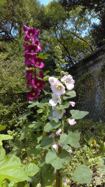 【臺北親山拓印趣】天母山天母古道白雲瀑布918674