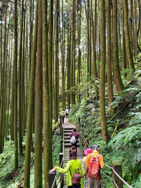 【南投 | 杉林溪】1066342