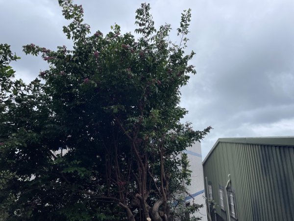 觀音山秘境2634076