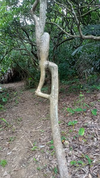 2025-06-21_國旗嶺步道接大武崙山稜線2817045