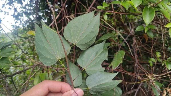 內樹尾、田中**山2708941