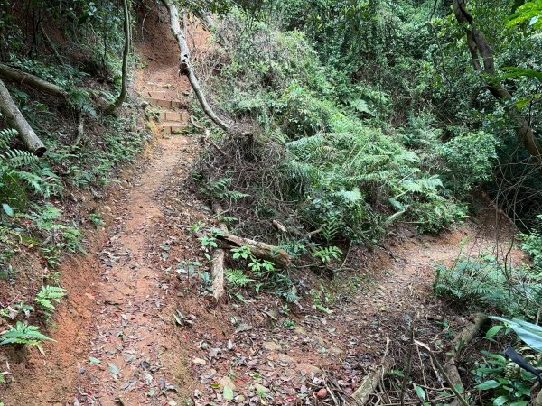 新北 林口 國際AI智慧園區-工一森林小徑-雪花步道-祖師巖登山步道-湖內公園3019091
