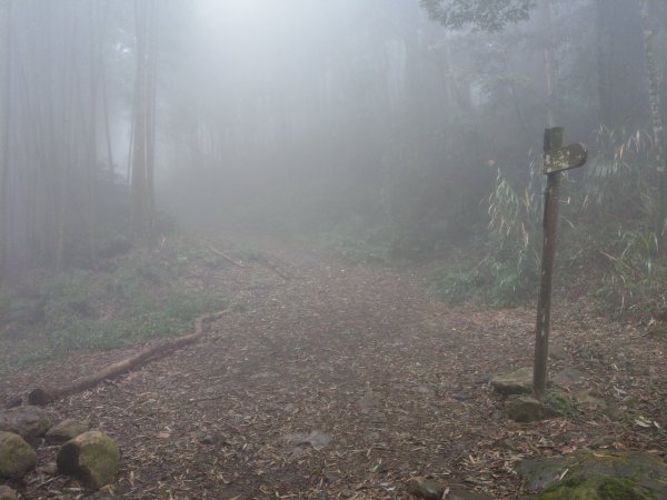 天氣多變大霧瀰漫的溪頭鳳凰山步道(小百岳#53)1494940