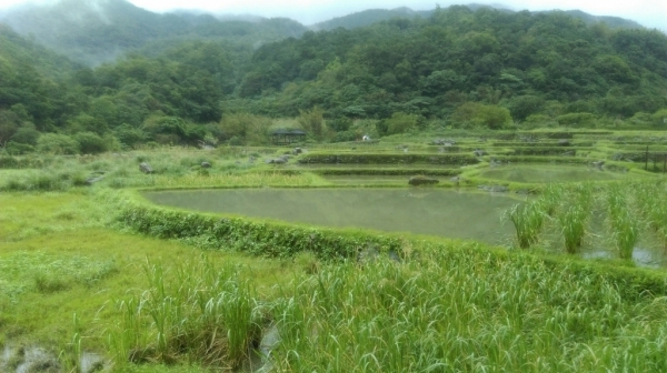 草嶺古道(福隆~大里)105.11.2775210