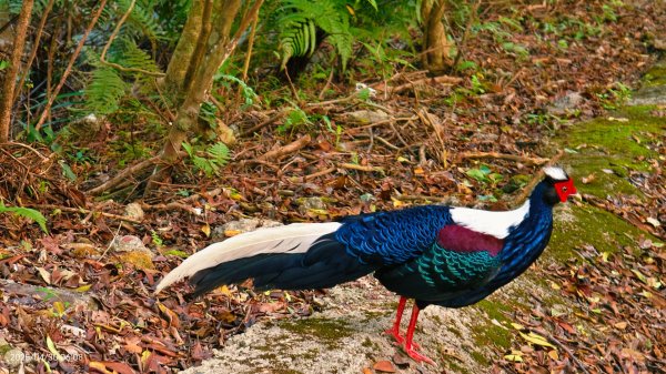 翡翠水庫壩頂 #火燒雲雲海 #日出雲海 #鱷魚島 #藍腹鷴 4/292773465