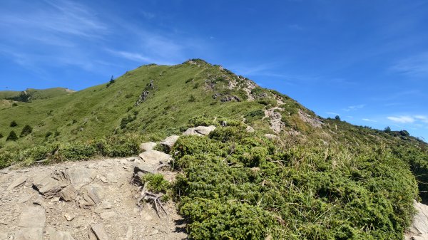 合歡山北峰 小溪營地 鷹角石 合歡北峰名樹2903401