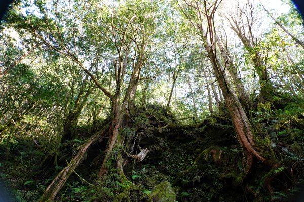 宜蘭 大同 三星山2890391