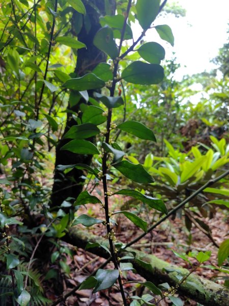 橫沙笛/橫嶺山、沙蓮山、笛吹山2799269