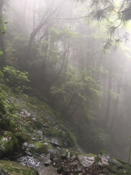 觀霧檜山巨木森林步道171742