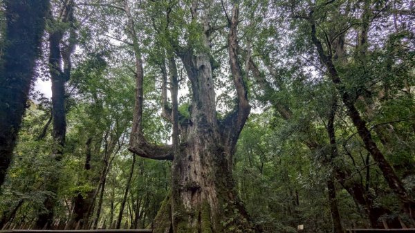 司馬庫斯巨木步道封面