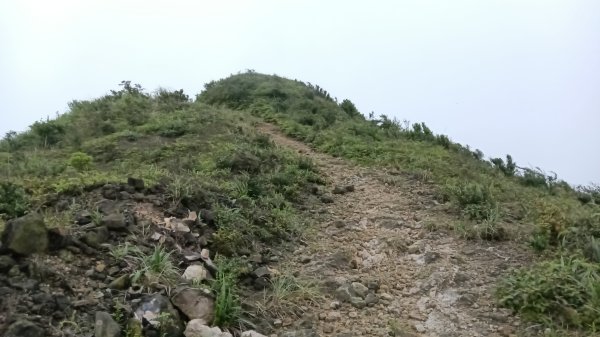 瑞芳區金瓜石地質公園-大粗坑古道(大粗坑山+小金瓜露頭)-樹梅坪-百二崁古道-金瓜石地質公園步道O型3055294