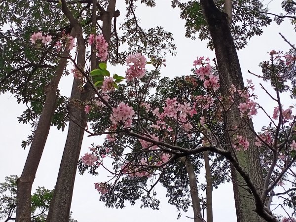 內湖瑞陽公園→文德三號公園→基隆河右岸→美堤河濱公園步道2089970