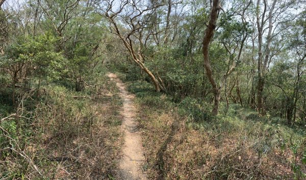20250404屏東北獅子頭山-霧里乙山2757432