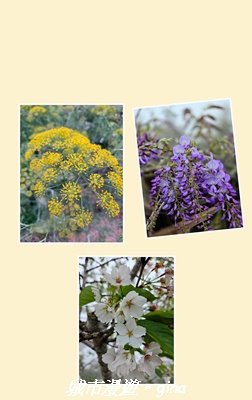 【嘉義梅山】雲嘉五連峰縱走3022303