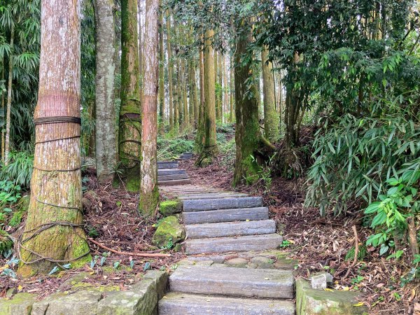 阿里山頂湖步道2625724