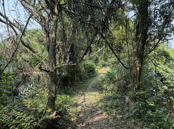 [微笑山線_第八段] 2026_0411 二格山系_筆架山北峰3035114