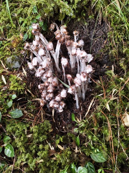 北一段(14/14)高山植物 2025_0906~132887637