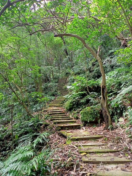 【臺北大縱走 6】象山公園→妙高台→拇指山頂峰登山口→南港山南峰→南港山→九五峰→中華科技大學2183577