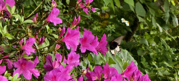 #大鳳蝶 (雌無尾) #紅星杜鵑(玉山) #綠繡眼 #頂湖小鎮 #紫藤 #天元宮 #吉野櫻 3/31封面