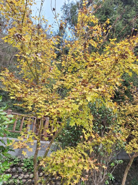 觀霧之榛山O型202411232653970