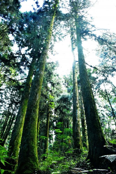 20221018公車旅人阿里山手扎:1141909