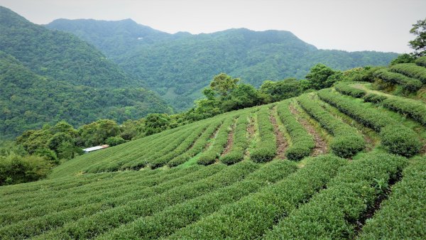 春之茶香花果處處開的石碇小格頭鱷魚島千島湖O型1688740