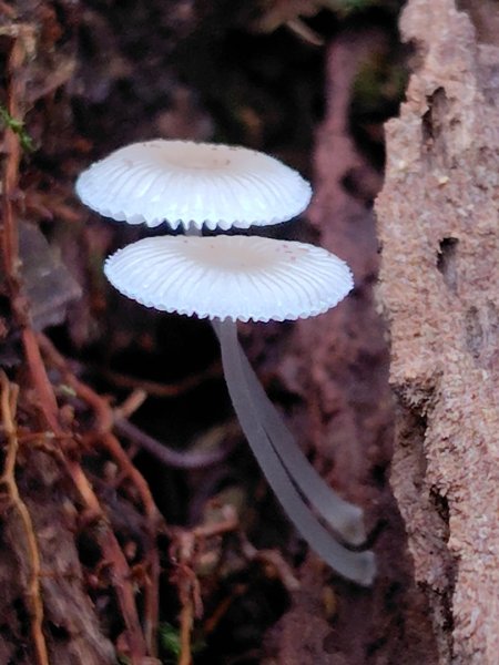 關刀山西峰 關刀山 關刀山東峰 西關刀山北峰 西關刀山北北峰2891017