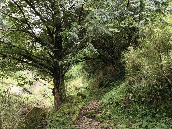 [玉山尋寶任務-08/12] 2025_0824 鹿林山步道_鹿林山2870801