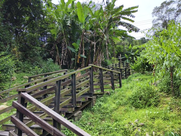 [百山百鳥尋旅-08/15] 2025_0831 大坑1號步道2876177