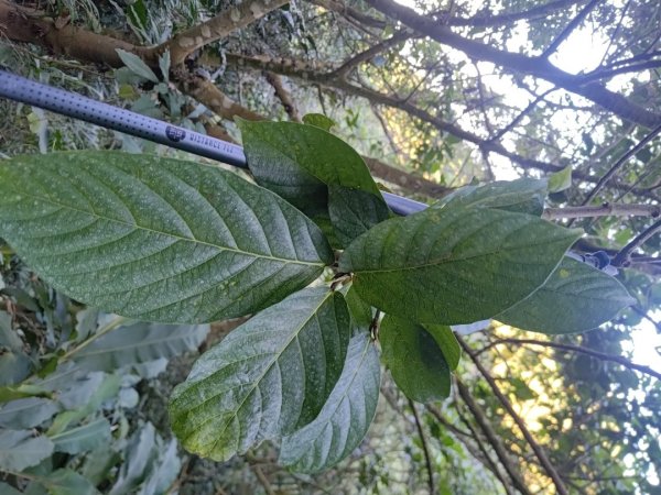 植物照片雞籠山九龍山大凍山2395686