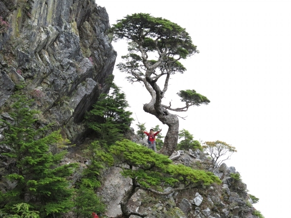 雪山山脈初體驗~與名樹有約