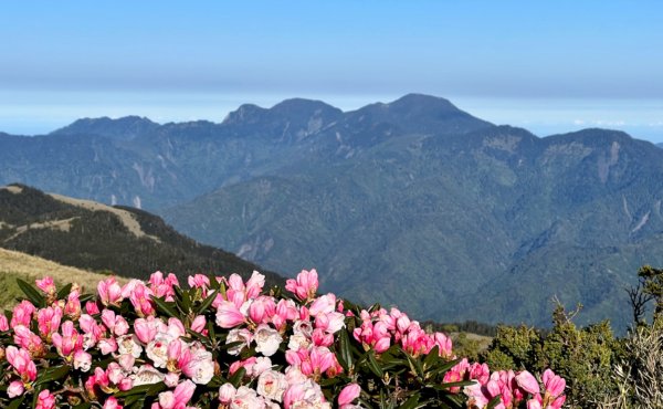 合歡北西峰賞花趣1690825