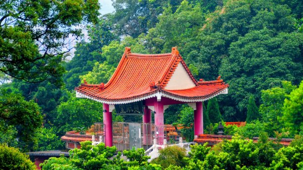 翼豆（楊桃豆）3067598