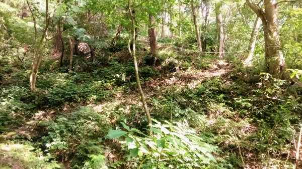 坪林區金瓜寮土地公-火炎山東峰-火炎山-火炎山南峰-金瓜寮土地公O型3138284