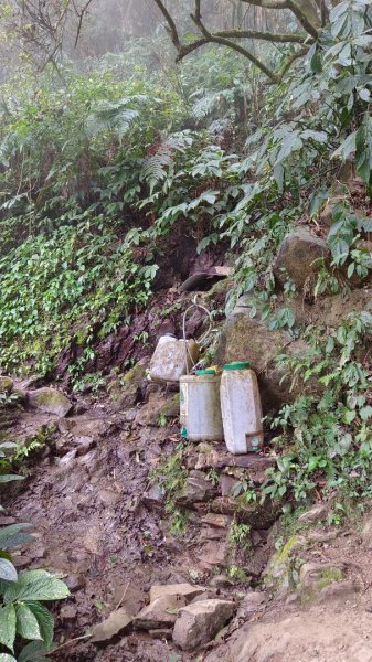 溪頭鳳凰山（米堤飯店香蕉園登山口）2070642