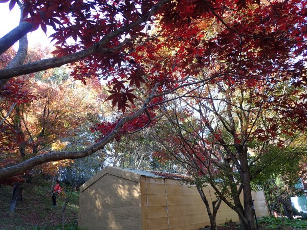 福壽山農場楓紅了1174161