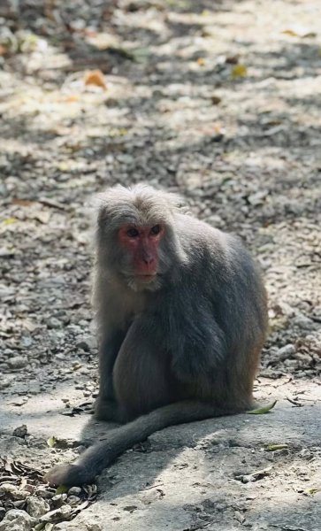 20260217 小百岳壽山3003034