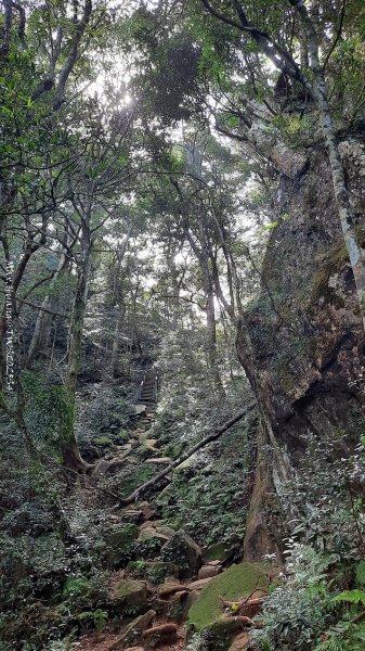 《新竹》斷崖神木｜北得拉曼步道小P繞202510172917502