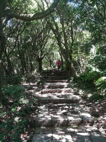 冷苗步道-七星公園-夢幻湖-冷水坑O形668575