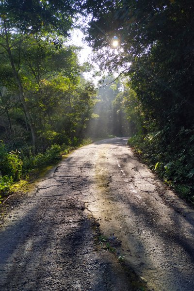 樟之細路（獅潭至彼岸橋）735322